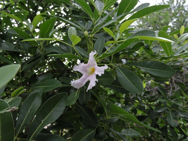 Tabebuia rosea
Rosy Trumpet Tree (Eng)
Keywords: Plant;Boom;Bignoniaceae;Bloem;roze;wit