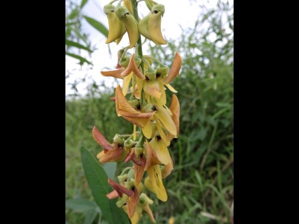 Crotalaria sp.
Rattlepod (Eng)
Keywords: Plant;Fabaceae;Bloem;geel