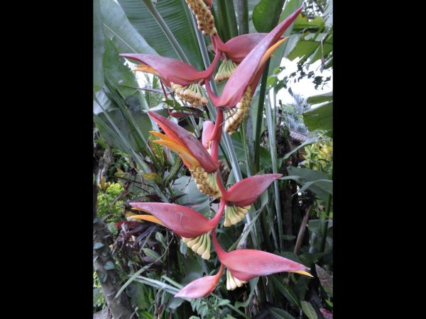 Heliconia collinsiana
Platanillo, Hanging Heliconia (Eng)
Trefwoorden: Plant;Heliconiaceae;Bloem;rood;geel;wit