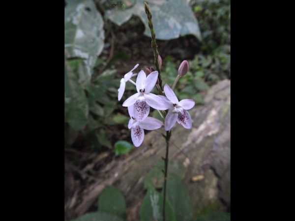 Pseuderanthemum polyanthum
Duo hua shan qiao gu (Chinese)
Trefwoorden: Plant;Acanthaceae;Bloem;wit;purper