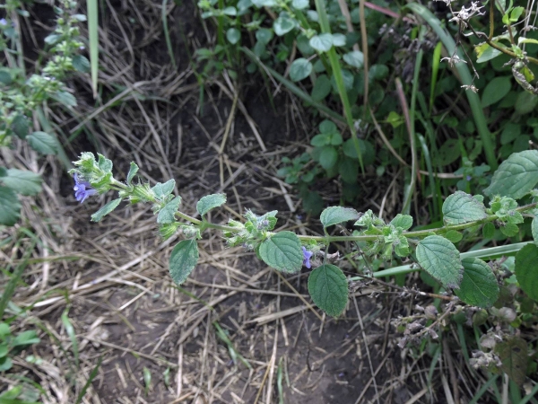 Mesosphaerum suaveolens
Chan, Pignut (Eng) Gringsingan (Ind)
Trefwoorden: Plant;Lamiaceae;Bloem;blauw;violet