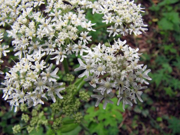 Heracleum sphondylium
Common Hogweed (Eng) Gewone Berenklauw (Ned) Wiesen-Bärenklau (Ger) 
Trefwoorden: Plant;Apiaceae;Bloem;wit
