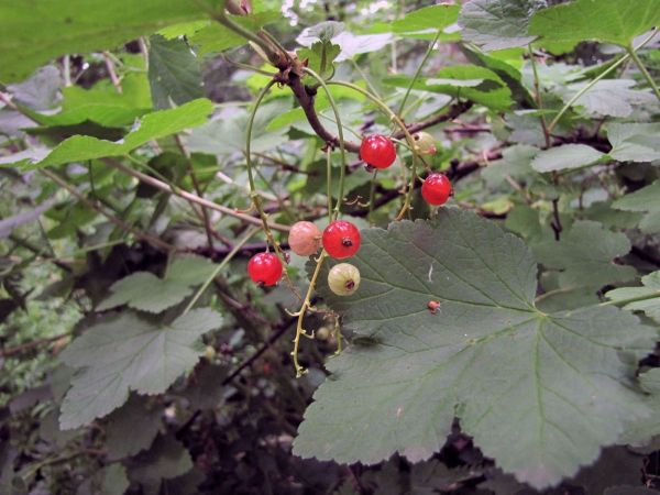 Ribes rubrum
Redcurrant (Eng) Aalbes (Ned) Rote Johannisbeere (Ger)
Trefwoorden: Plant;struik;cultuurgewas;Grossulariaceae;vrucht