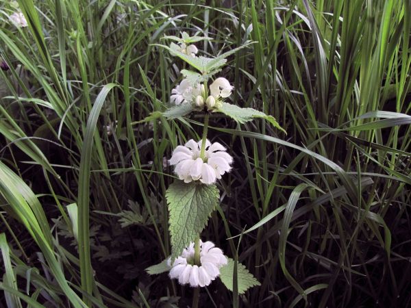 Lamium album
White Dead-nettle (Eng) Witte dovenetel (Ned) Weiße Taubnessel (Ger)
Trefwoorden: Plant;Lamiaceae;Bloem;wit