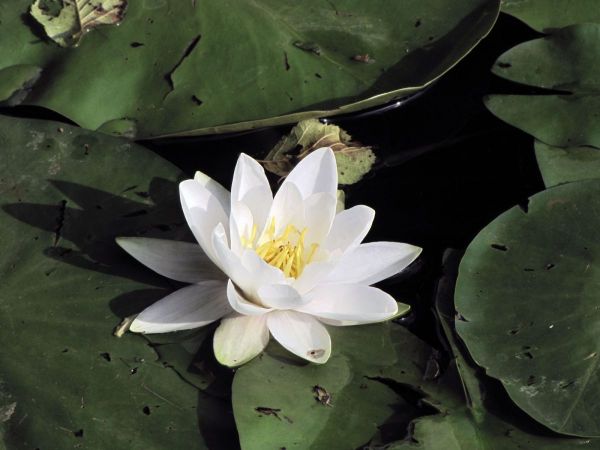 Nymphaea alba
European White Water Lily (Eng) Witte Waterlelie (Ned) Weiße Seerose (Ger)
Trefwoorden: Plant;Nymphaeaceae;Bloem;wit;waterplant