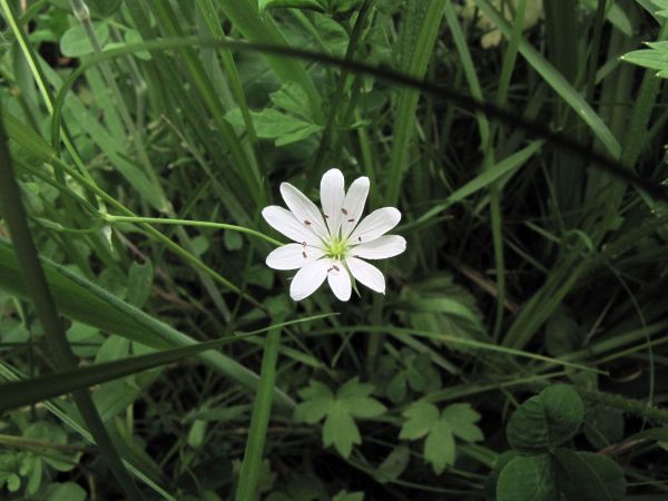 Stellaria graminea
Common Starwort (Eng) Grasmuur (Ned) Gras-Sternmiere (Ger)
Trefwoorden: Plant;Caryophyllaceae;Bloem;wit