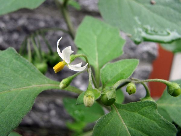 Solanum nigrum
Black Nightshade (Eng) Zwarte nachtschade (Ned) Schwarzer Nachtschatten (Ger) Nastergal (Afr)
Trefwoorden: Plant;Solanaceae;Bloem;wit
