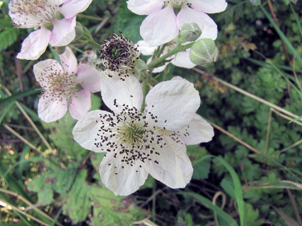 Rubus fruticosus
European Blackberry (Eng) Zwarte Braam, Gewone Braam (Ned) Brombeere (Ger)
Trefwoorden: Plant;struik;Rosaceae;Bloem;wit;roze