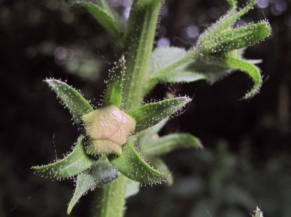 Verbascum blattaria
Moth Mullein (Eng) Mottenkruid (Ned) Schaben-Königskerze (Ger)  - Flower bud
Trefwoorden: Plant;Scrophulariaceae