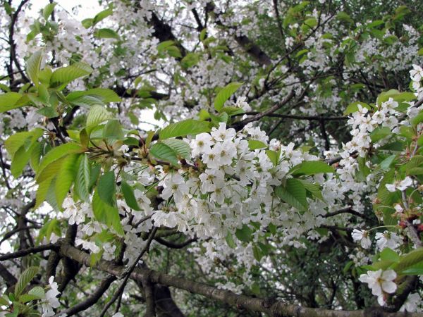 Prunus avium
Wild Cherry (Eng) Zoete Kers (Ned) Vogel-Kirsche (Ger)
Trefwoorden: Plant;Boom;Rosaceae;Bloem;wit