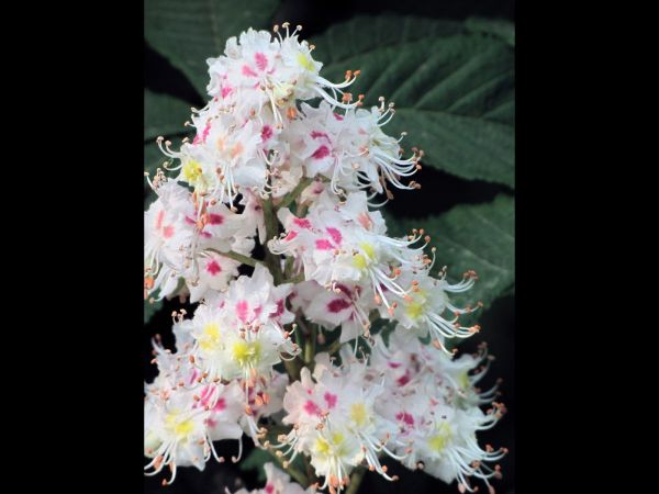 Aesculus hippocastanum
Horse-Chestnut (Eng) Witte Paardenkastanje (Ned) Gewöhnliche Rosskastanie (Ger)
Trefwoorden: Plant;boom;Sapindaceae;Bloem;wit