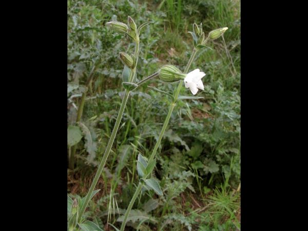 Silene latifolia alba
White Campion (Eng) Avondkoekoeksbloem (Ned) Weiße Lichtnelke (Ger)
Trefwoorden: Plant;Caryophyllaceae;Bloem;wit
