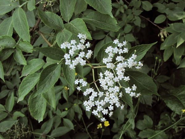 Sambucus nigra
Black Elder (Eng) Gewone Vlier (Ned) Schwarzer Holunder (Ger)
Trefwoorden: Plant;struik;Adoxaceae;Bloem;wit
