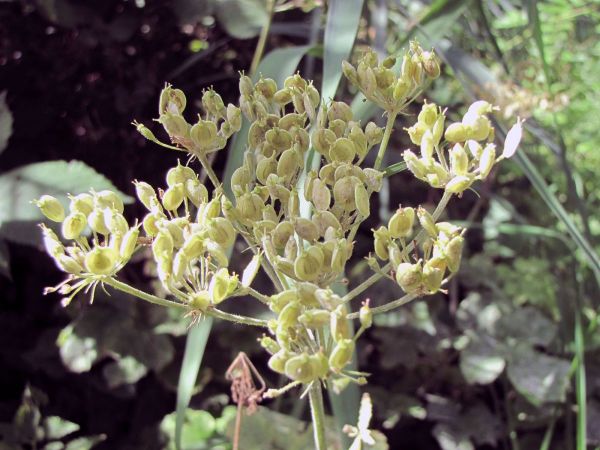 Heracleum sphondylium
Common Hogweed (Eng) Gewone Berenklauw (Ned) Wiesen-Bärenklau (Ger)
Trefwoorden: Plant;Apiaceae;vrucht