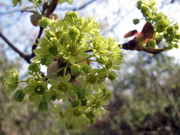 Acer platanoides
Norway Maple (Eng) Noorse Esdoorn (Ned) Spitzahorn (Ger) 
Trefwoorden: Plant;Boom;Sapindaceae;Bloem;groen
