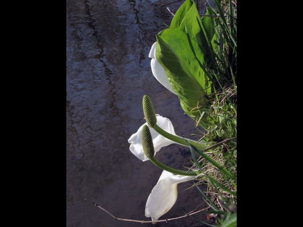 Lysichiton camtschatcensis
Asian Skunk-cabbage (Eng) Moerasaronskelk (Ned) Weiße Scheinkalla (Ger) - spathe and spadix
Trefwoorden: Plant;Araceae;Bloem;wit