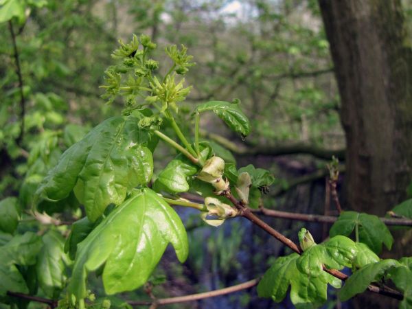 Acer campestre
Field Maple (Eng) Spaanse Aak (Ned) Feldahorn (Ger) 
Trefwoorden: Plant;Boom;Sapindaceae;Bloem;groen