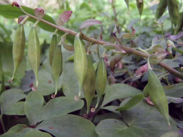 Corydalis cava
Staggerweed (Eng) Holwortel (Ned) Hohler Lerchensporn (Ger) 
Trefwoorden: Plant;Papaveraceae;vrucht;bosplant;stinzenplant