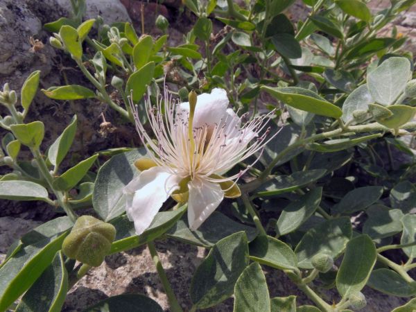 Capparis spinosa
Caper bush (Eng) Kappertjesplant (Ned) Echter Kapernstrauch (Ger)
Trefwoorden: Plant;cultuurgewas;struik;Capparaceae;Bloem;wit