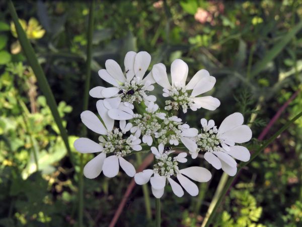 Orlaya grandiflora
White Lace Flower (Eng) Straalscherm (Ned) Strahlen-Breitsame (Ger)
Trefwoorden: Plant;Apiaceae;Bloem;wit