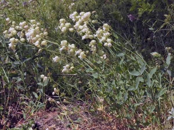 Silene vulgaris
Bladder Campion (Eng) Blaassilene (Ned) Taubenkropf-Leimkraut (Ger) - White type
Trefwoorden: Plant;Caryophyllaceae;Bloem;roze;wit