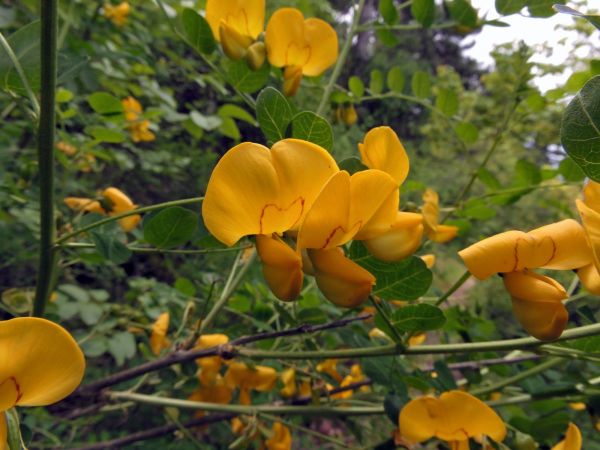 Colutea arborescens
Bladder Senna (Eng) Europese Blazenstruik (Ned) Gelber Blasenstrauch (Ger)
Trefwoorden: Plant;struik;Fabaceae;Bloem;geel