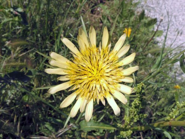 Tragopogon dubius
Western Salsify (Eng) Bleke Morgenster (Ned) Großer Bocksbart (Ger)
Trefwoorden: Asteraceae;Bloem;geel
