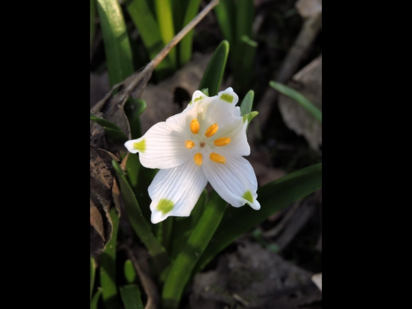 Leucojum vernum
Spring Snowflake (Eng) Lenteklokje (Ned) Frühlingsknotenblume (Ger)
Trefwoorden: Plant;stinzenplant;Amaryllidaceae;Bloem;wit