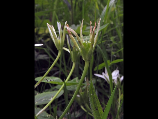 Ornithogalum umbellatum
Grass Lily (Eng) Gewone Vogelmelk (Ned) Dolden-Milchstern (Ger) - fruits
Trefwoorden: Plant;Asparagaceae;vrucht