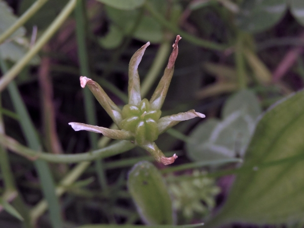Ornithogalum umbellatum
Grass Lily (Eng) Gewone Vogelmelk (Ned) Dolden-Milchstern (Ger) - fruit
Trefwoorden: Plant;Asparagaceae;vrucht