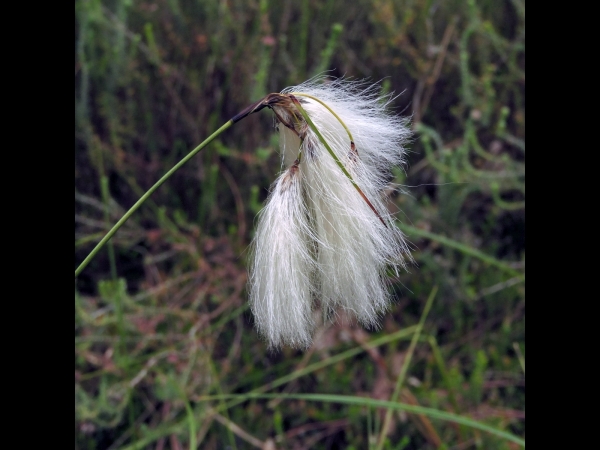 Eriophorum; E. angustifolium
Common Cottongrass (Eng) Wollegras, Veenpluis (Ned) Schmalblättriges Wollgras (Ger) 
Trefwoorden: Plant;Cyperaceae;vrucht