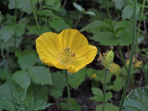Meconopsis cambrica
Welsh Poppy (Eng) Schijnpapaver (Ned) Wald-Scheinmohn (Ger)
Trefwoorden: Plant;Papaveraceae;Bloem;geel;oranje