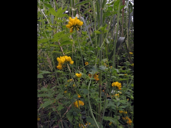 Lotus pedunculatus
Big Trefoil (Eng) Moerasrolklaver (Ned) Sumpf-Hornklee (Ger)
Trefwoorden: Plant;Fabaceae;Bloem;geel