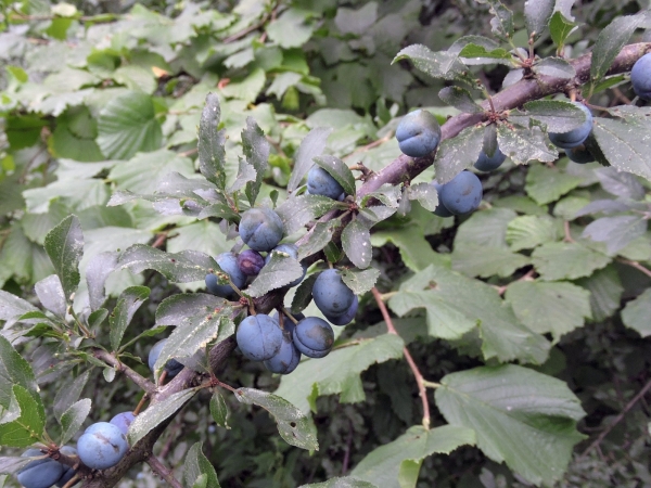 Prunus spinosa
Blackthorn (Eng) Sleedoorn (Ned) Schlehdorn (Ger) - fruits
Trefwoorden: Plant;Boom;Rosaceae;vrucht