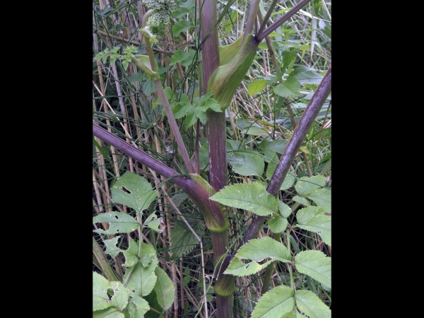 Angelica sylvestris
Wild Angelica (Eng) Gewone Engelwortel (Ned) Wald-Engelwurz (Ger) - typical red and grooved stem
Trefwoorden: Plant;schaduwplant;Apiaceae;Bloem;wit;roze