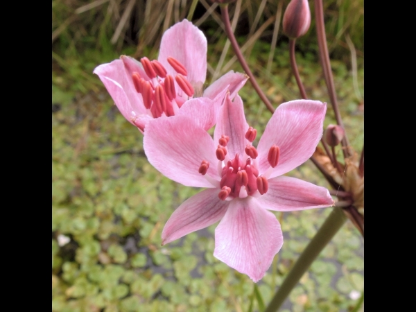 Butomus umbellatus
Flowering Rush (Eng) Zwanenbloem (Ned) Schwanenblume (Ger)
Trefwoorden: Plant;oeverplant;Butomacaeae;Bloem;roze