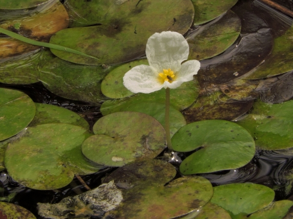Hydrocharis morsus-ranae
Frogbite (Eng) Kikkerbeet (Ned) Froschbiss (Ger)
Trefwoorden: Plant;waterplant;Hydrocharitaceae;Bloem;wit