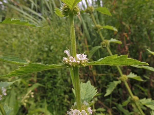 Lycopus europaeus
Gypsywort (Eng) Wolfspoot (Ned) Ufer-Wolfstrapp (Ger)
Trefwoorden: Plant;Lamiaceae;Bloem;wit