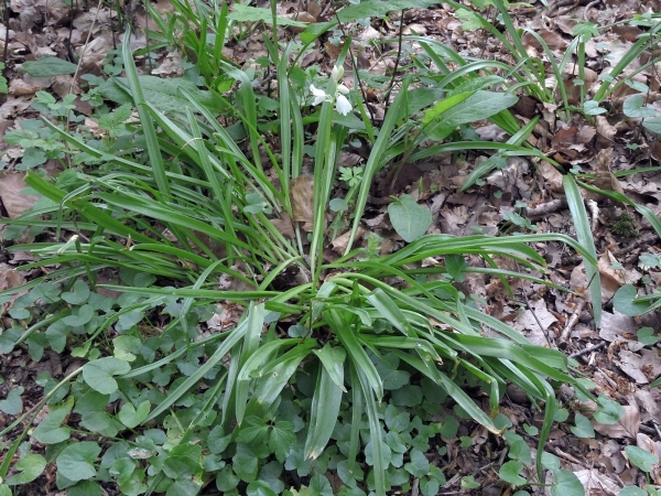 Hyacinthoides non-scripta
Common Bluebell (Eng) Wilde Hyacint, Boshyacint (Ned) Atlantisches Hasenglöckchen (Ger) - white type
Trefwoorden: Plant;Asparagaceae;Bloem;wit