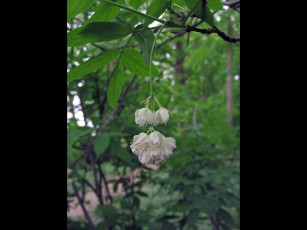 Staphylea pinnata
European Bladdernut (Eng) Gemeine Pimpernuss (Ger) Pimpernoot (Ned)
Trefwoorden: Plant;Boom;Staphyleaceae;Bloem;wit