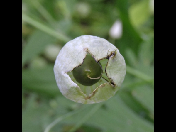 Silene vulgaris
Bladder Campion (Eng) Blaassilene (Ned) Taubenkropf-Leimkraut (Ger)
Trefwoorden: Plant;Caryophyllaceae;vrucht