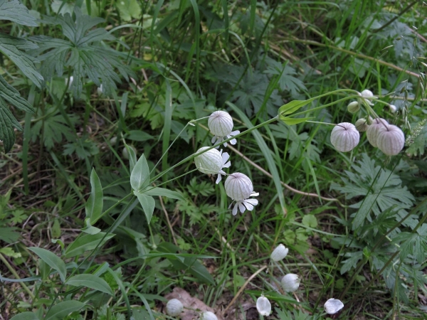Silene vulgaris
Bladder Campion (Eng) Blaassilene (Ned) Taubenkropf-Leimkraut (Ger) - white type
Trefwoorden: Plant;Caryophyllaceae;Bloem;roze;wit