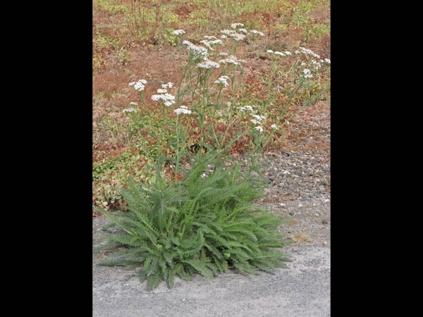 Achillea millefolium
Common Yarrow (Eng) Duizendblad (Ned) Gemeine Schafgarbe (Ger)
Trefwoorden: Plant;Asteraceae;Bloem;wit