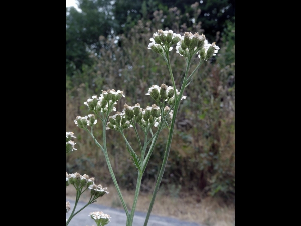 Achillea millefolium
Common Yarrow (Eng) Duizendblad (Ned) Gemeine Schafgarbe (Ger)
Trefwoorden: Plant;Asteraceae;Bloem;wit
