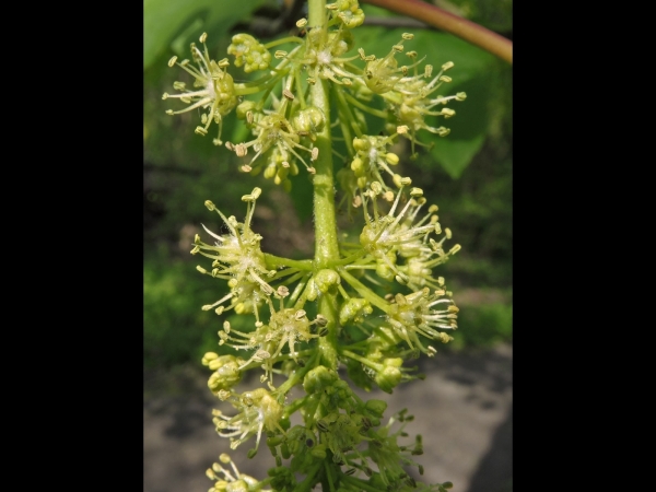 Acer pseudoplatanus
Sycamore (Eng) Gewone Esdoorn (Ned) Berg-Ahorn (Ger) - inflorescence
Trefwoorden: Plant;Boom;Sapindaceae;Bloem;groen