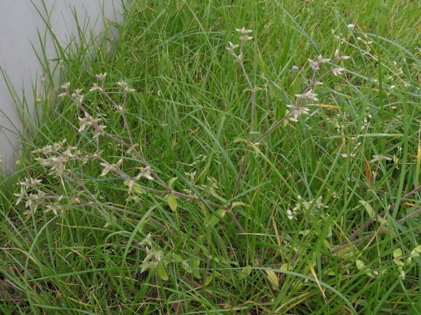 Cerastium semidecandrum
Five-stamen Chickweed (Eng) Zandhoornbloem (Ned) Sand-Hornkraut (Ger) - end of flowering
Trefwoorden: Plant;Caryophyllaceae;Bloem;wit