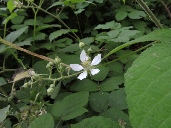 Rubus fruticosus
European Blackberry (Eng) Zwarte Braam, Gewone Braam, Bosbraam (Ned) Brombeere (Ger)
Trefwoorden: Plant;struik;Rosaceae;Bloem;wit;roze