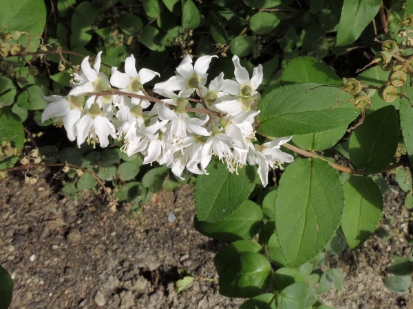 Deutzia gracilis
Slender Deutzia (Eng) Bruidsbloem (Ned) Zierliche Deutzie (Ger)
Trefwoorden: Plant;struik;Hydrangeaceae;Bloem;wit;tuinplant