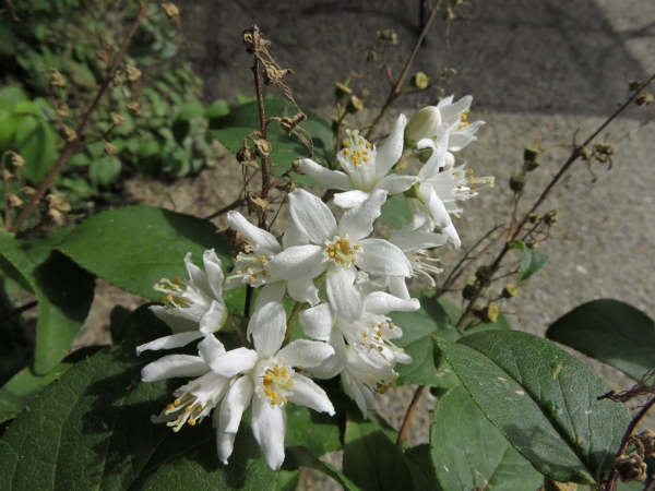 Deutzia gracilis
Slender Deutzia (Eng) Bruidsbloem (Ned) Zierliche Deutzie (Ger)
Trefwoorden: Plant;struik;Hydrangeaceae;Bloem;wit;tuinplant