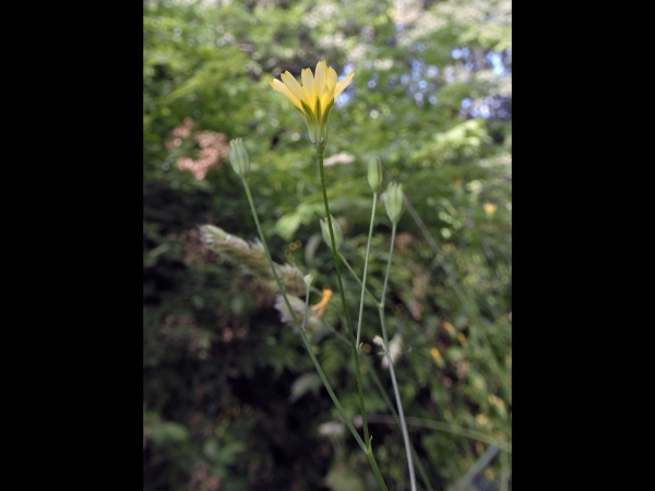 Lapsana communis
Common Nipplewort (Eng) Akkerkool (Ned) Rainkohl (Ger)
Trefwoorden: Plant;Asteraceae;Bloem;geel